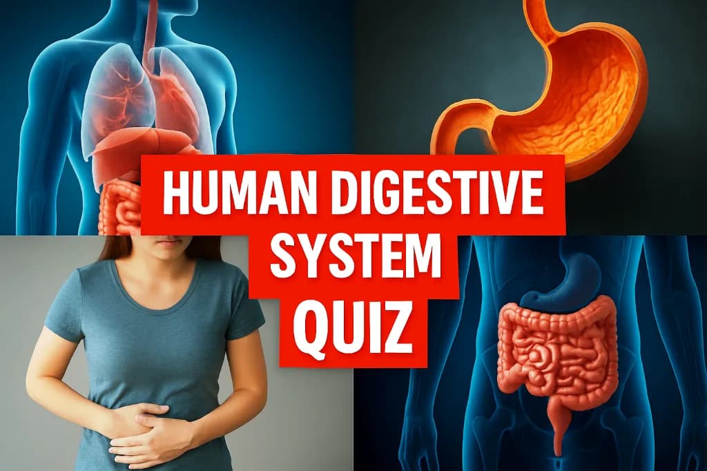 Human Digestive System Quiz