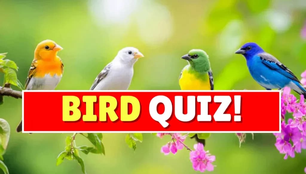 True or False: Bird Quiz!