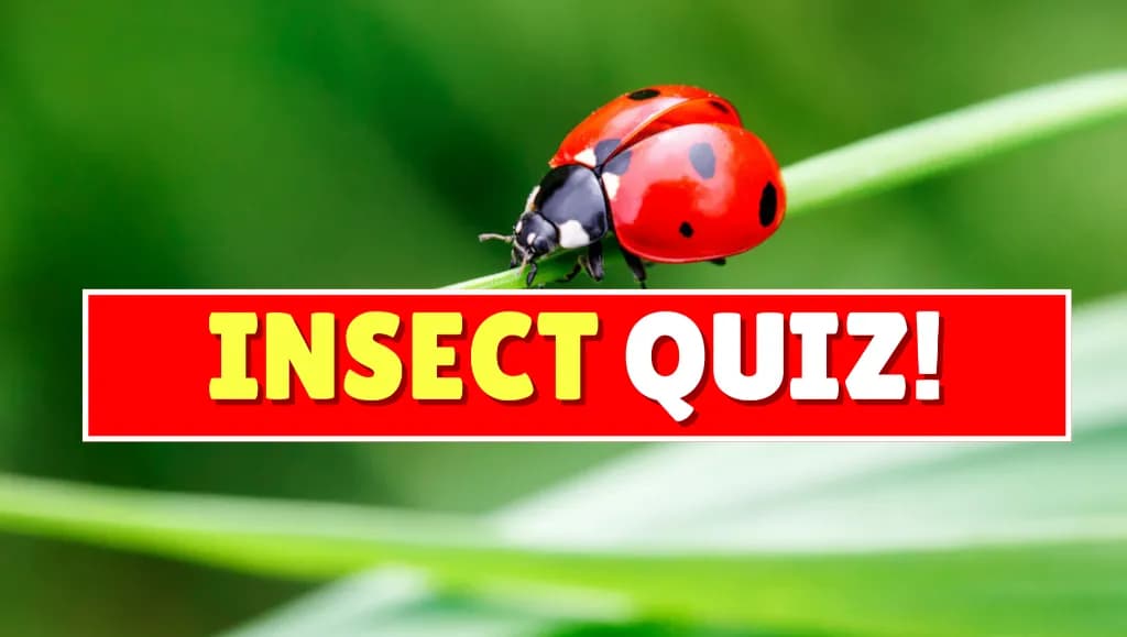 True or False: Insect Quiz!