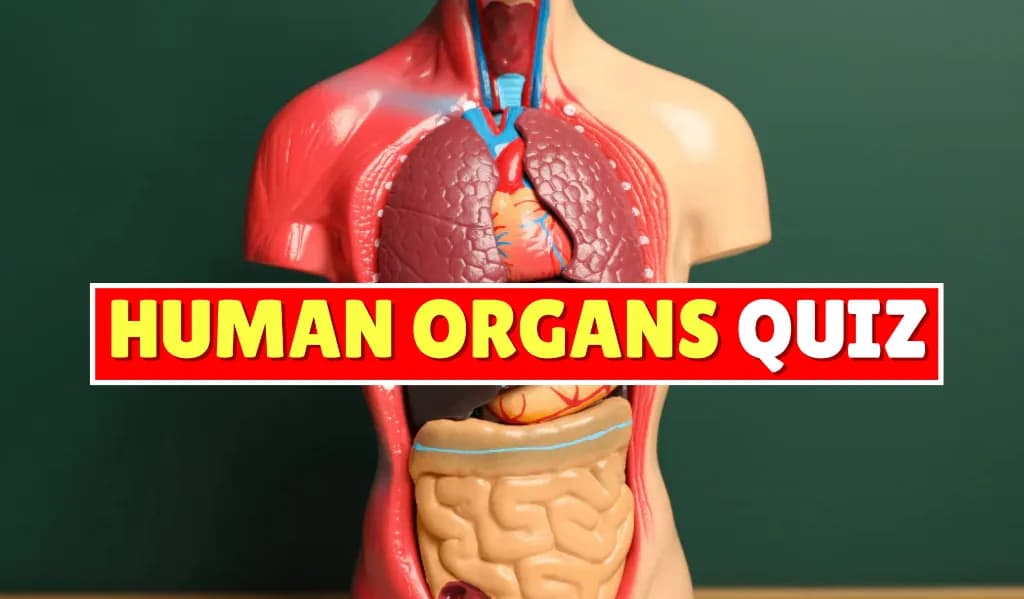 Human Organs Quiz