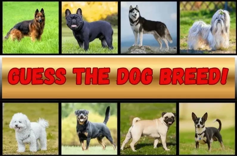 Guess the Dog Breed!