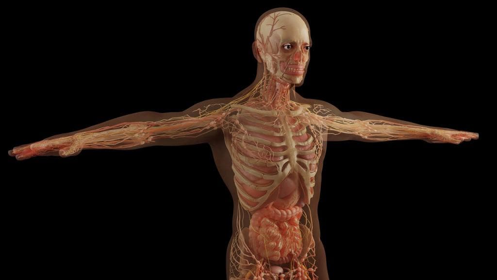 Human Body Parts Quiz