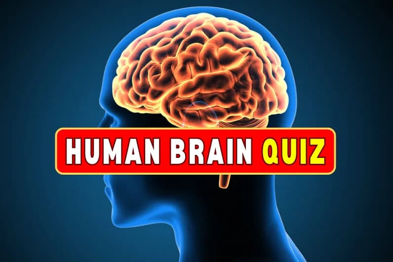 Human Brain Quiz