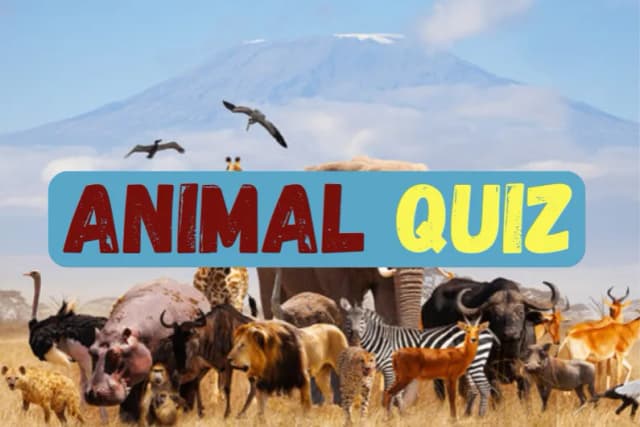Animal Quiz