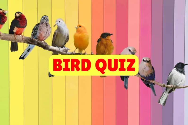 Bird Quiz