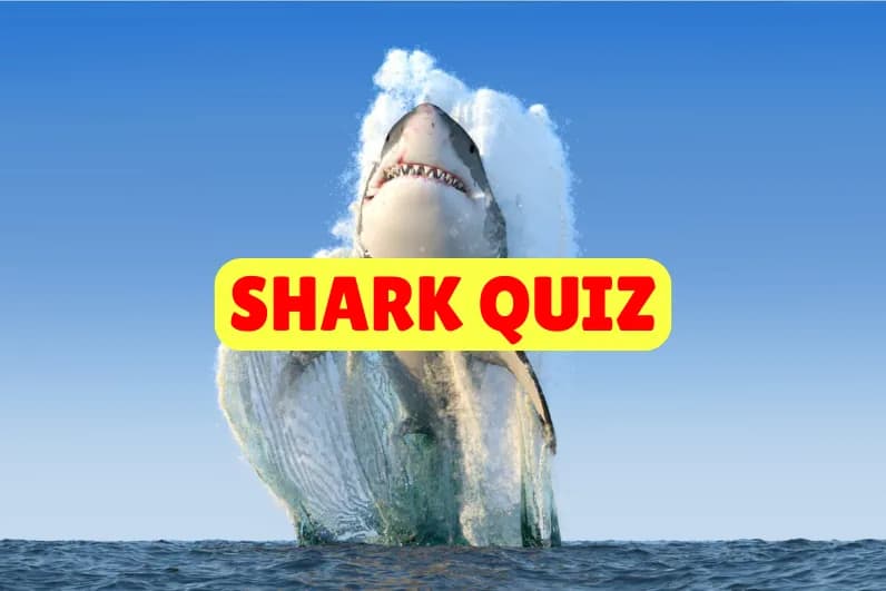 Shark Quiz