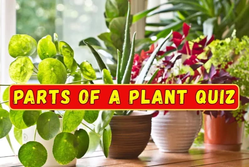 Parts of a Plant Quiz
