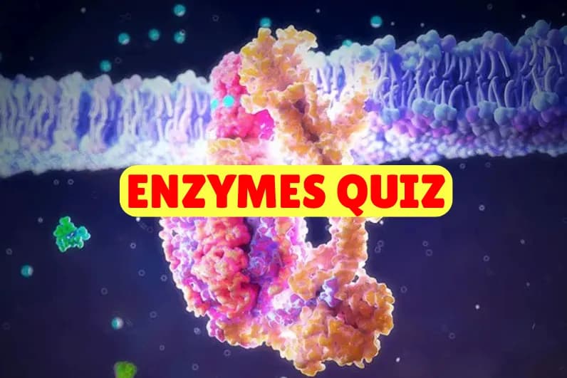Enzymes Quiz