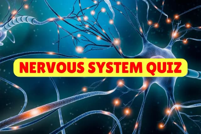 Nervous System Quiz
