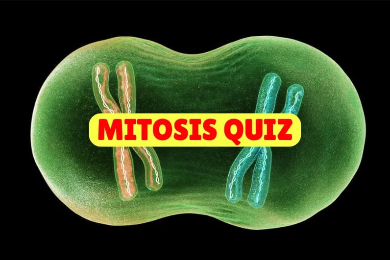 Mitosis Quiz