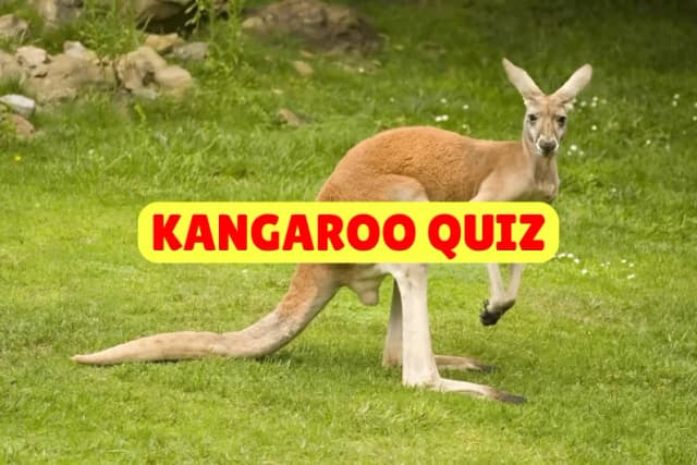 Kangaroo Quiz