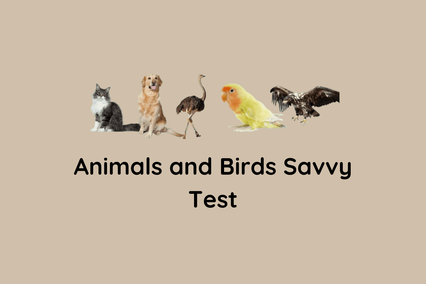 Animals and Birds Savvy Test
