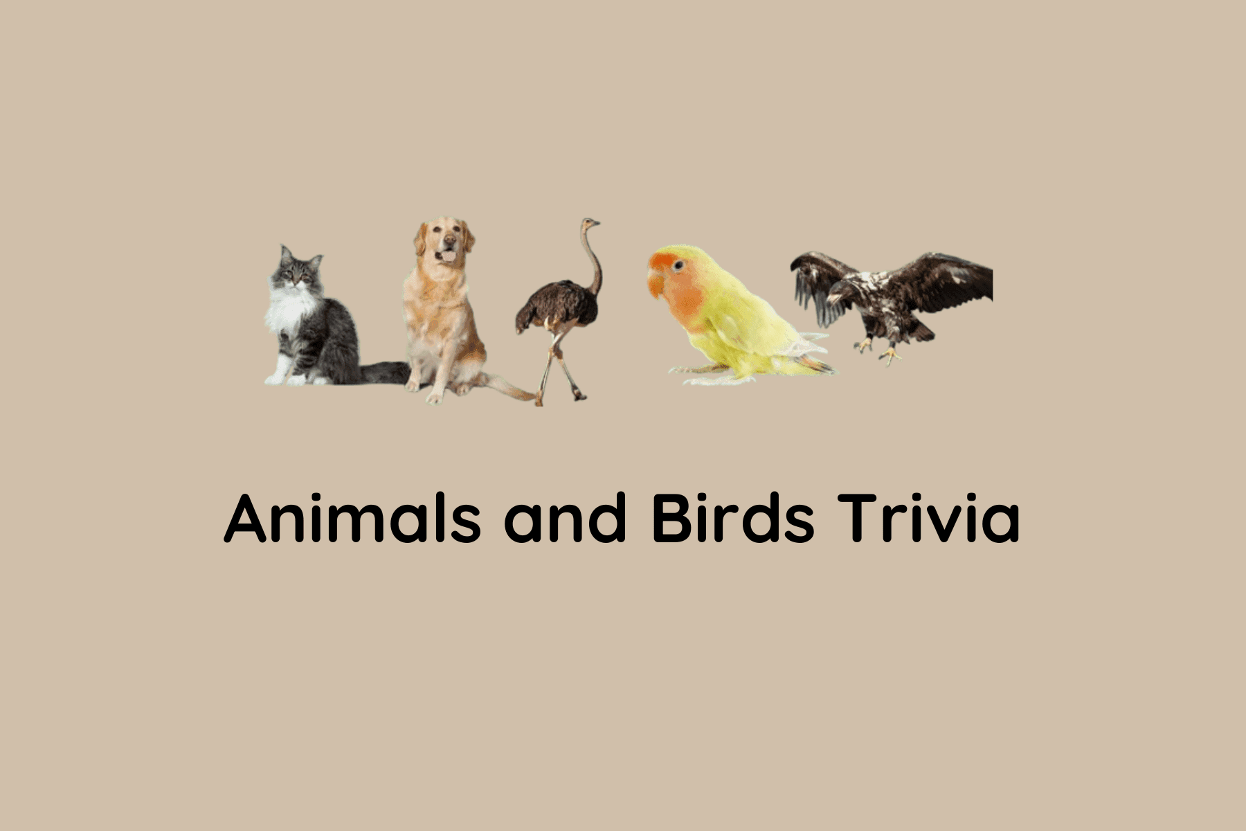 Animals and Birds Trivia