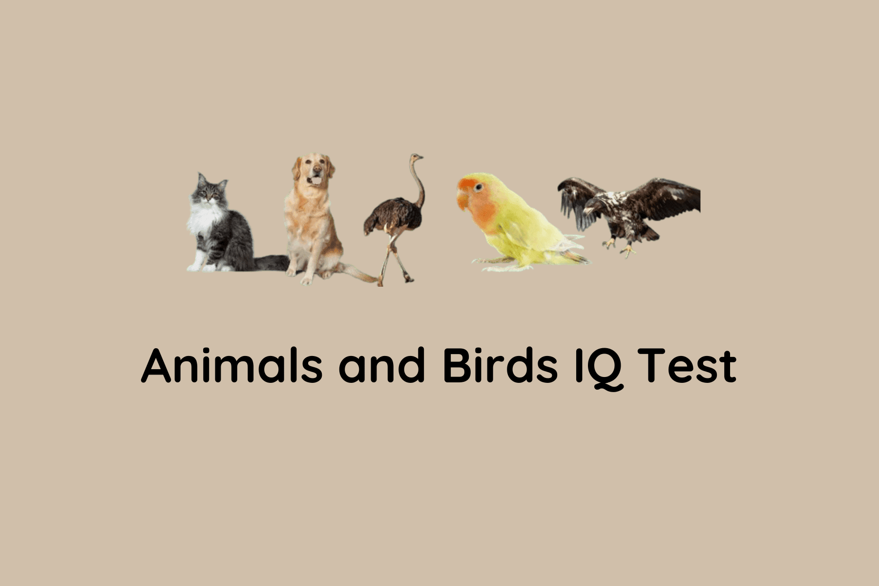 Animals and Birds IQ Test