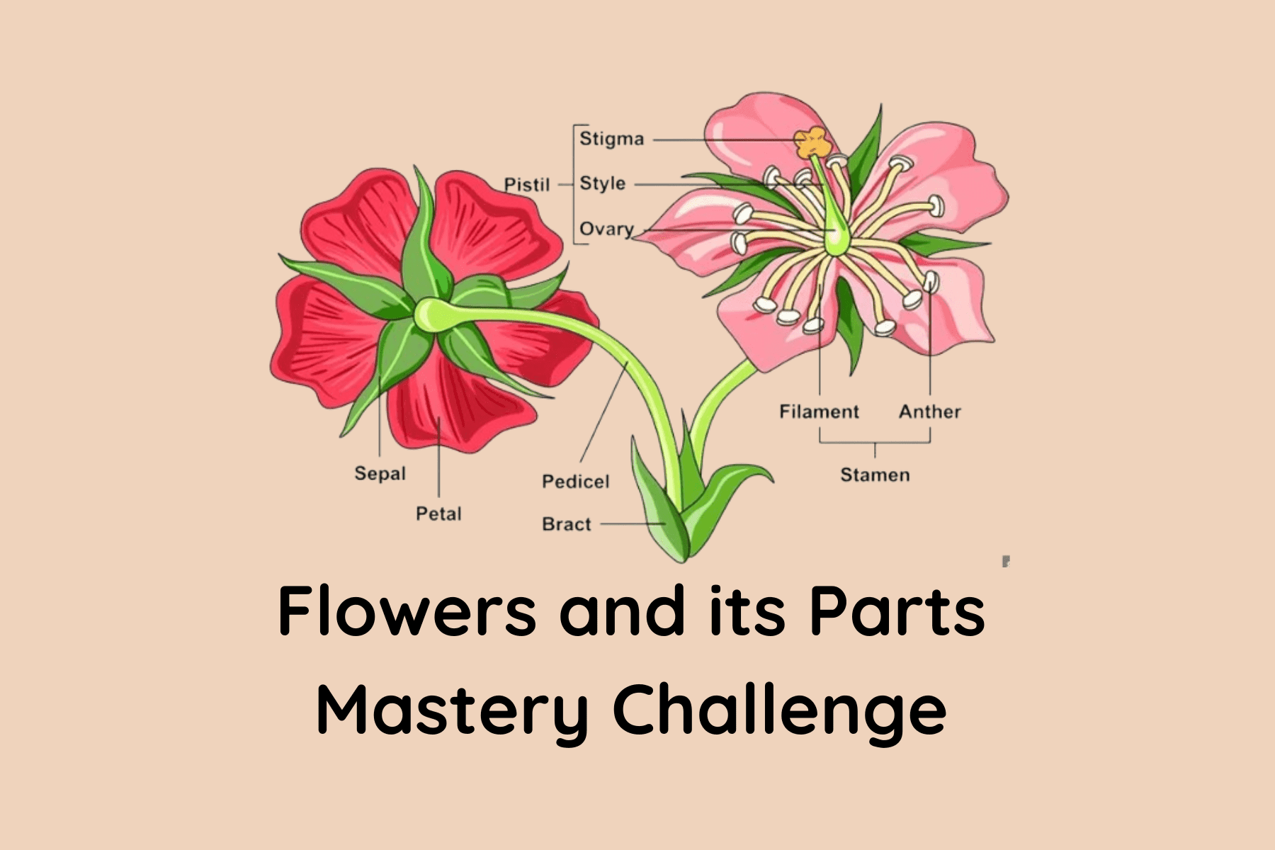 Flowers and its Parts Mastery Challenge