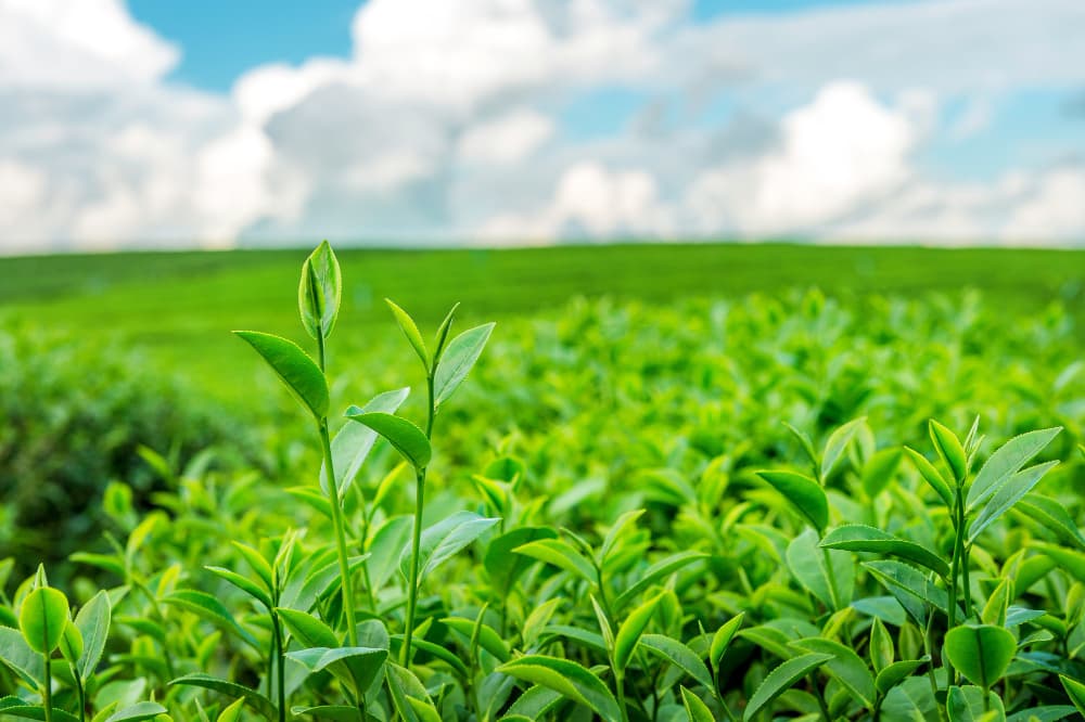 Agriculture Quiz-1