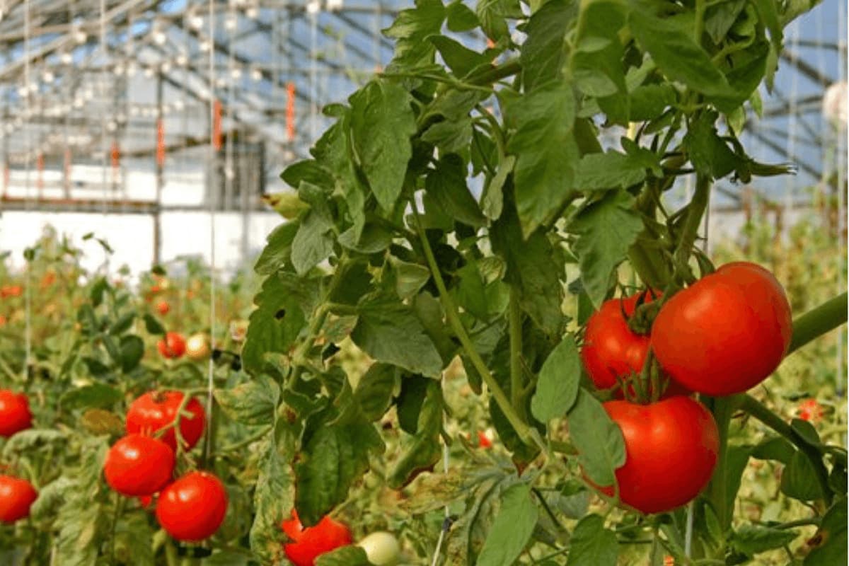Horticulture Quiz-6