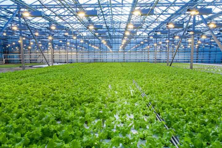 Horticulture Quiz-8