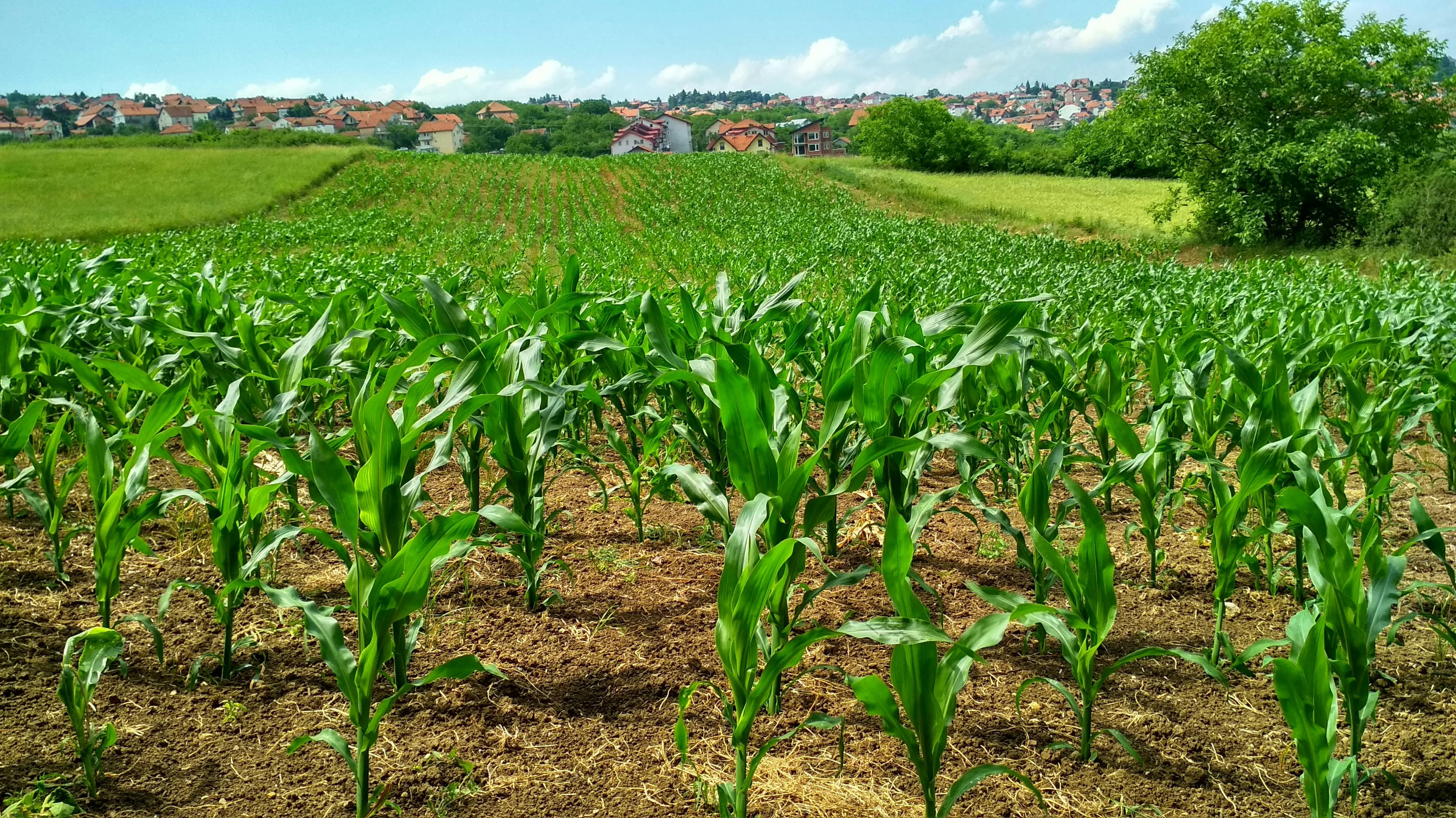 Agriculture Quiz-4