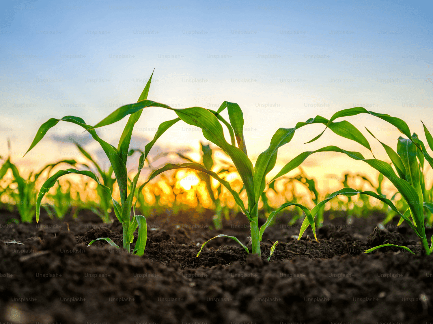 Agriculture Quiz-7