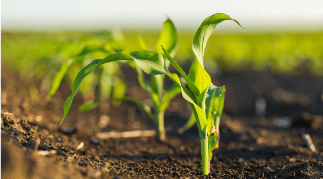 Quiz on Agriculture