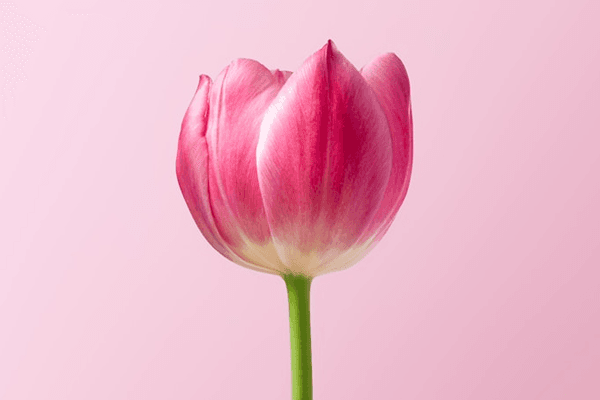 Sexual Reproduction in Flowering Plants Quiz 1