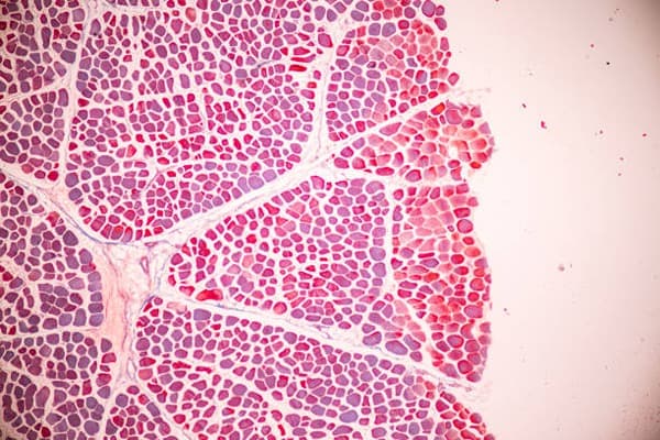 Animal tissues Quiz 1