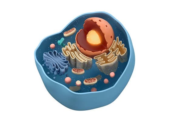 Cell theory Quiz 1
