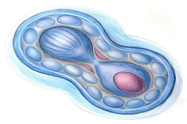 Cell division Quiz 1