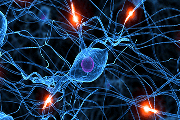 Neural control and coordination Quiz 4