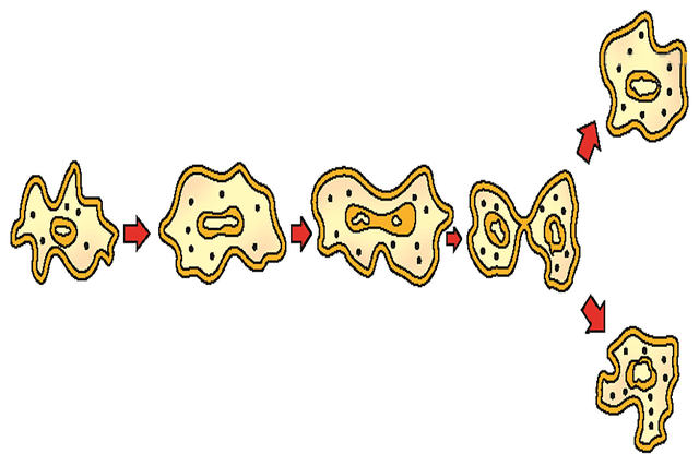 How do Organisms Reproduce Quiz 1