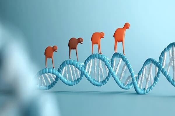 Heredity and Evolution Quiz 5