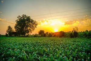 Agriculture in India Quiz 3