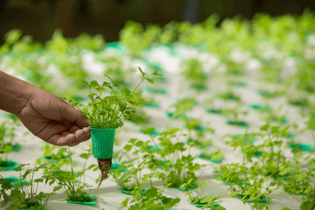 Crop Production & Management Quiz 1