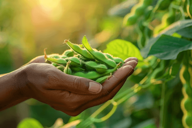 Crop Production & Management Quiz 3