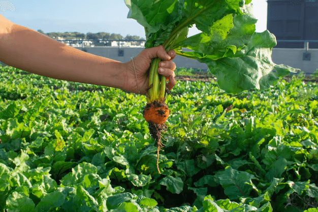 Crop Production & Management Quiz 6