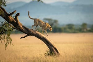 Africa Quiz 1