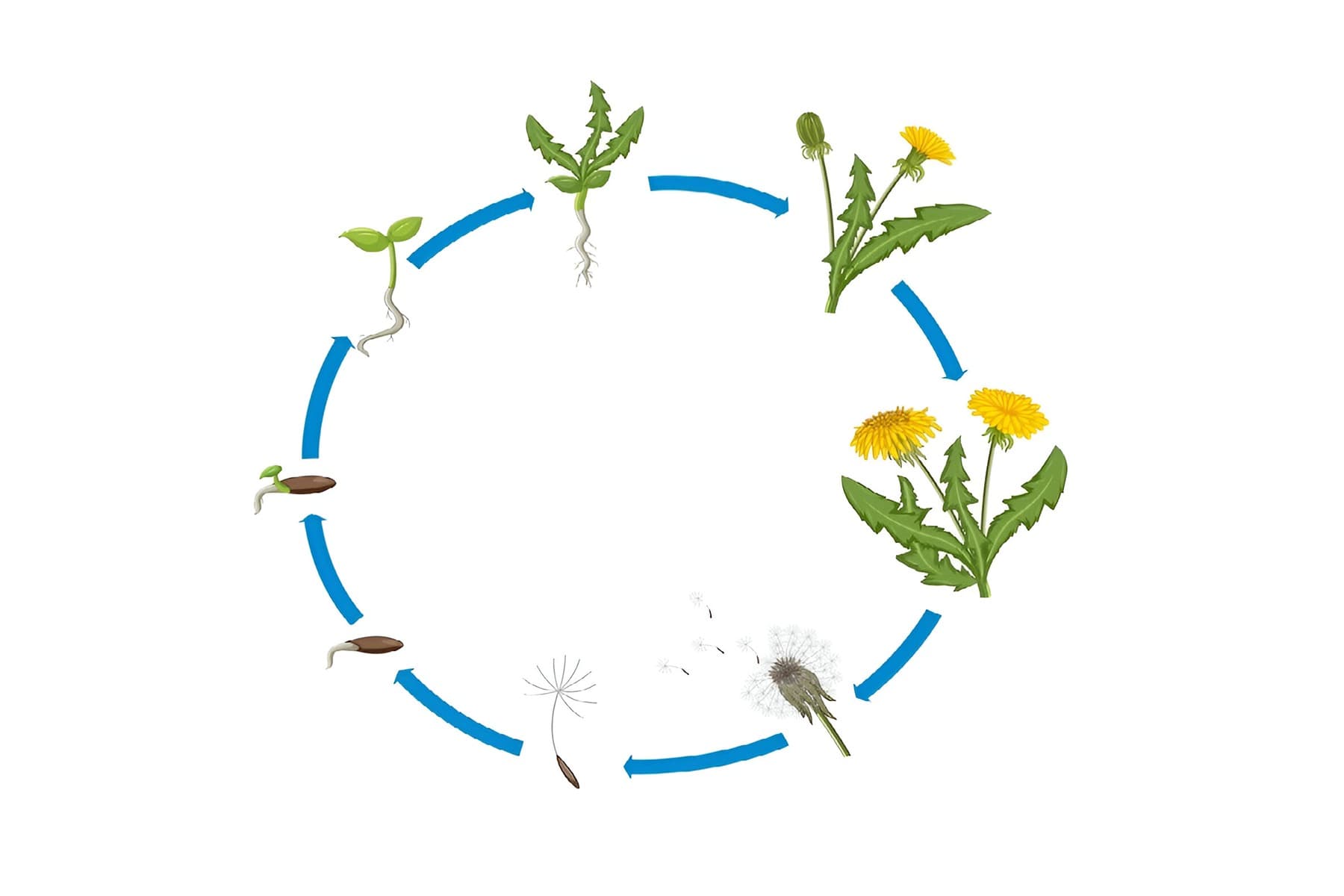 Reproduction in Plants Quiz 2