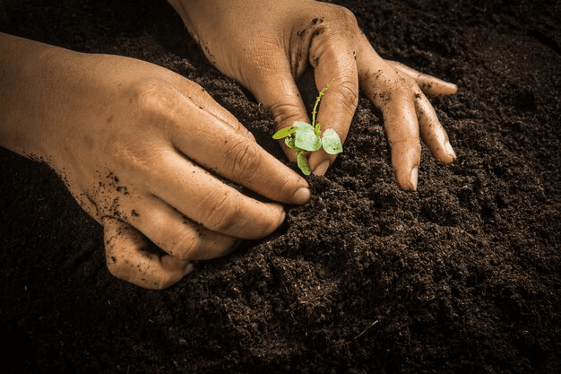 Soil to Seed Showdown