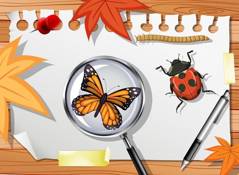 Insect Trivia