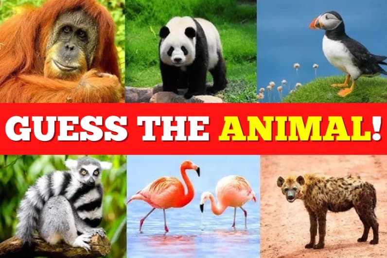 Guess The Animal!
