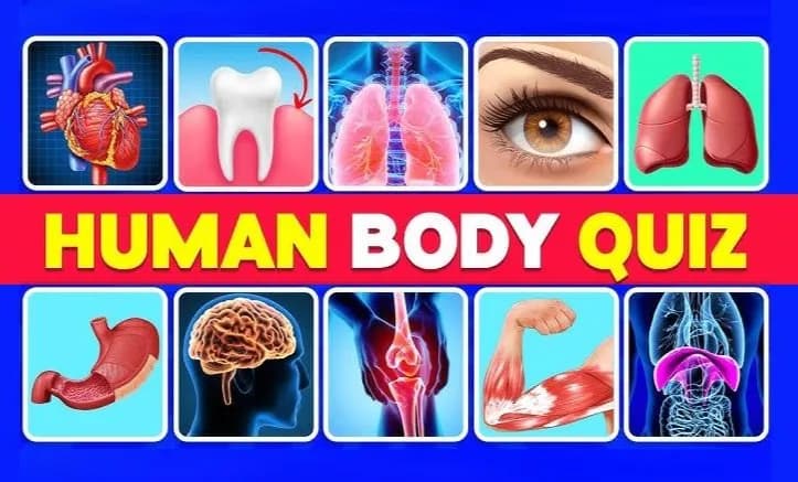 The Human Body Quiz: How Many Human Body Parts Can You Guess?