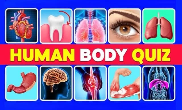 The Human Body Quiz: How Many Human Body Parts Can You Guess?
