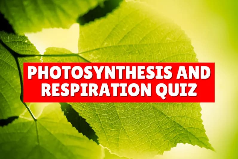 Photosynthesis and Respiration Quiz