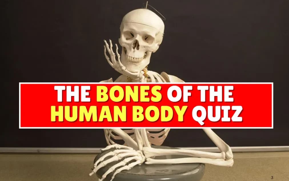 The Bones of the Human Body Quiz