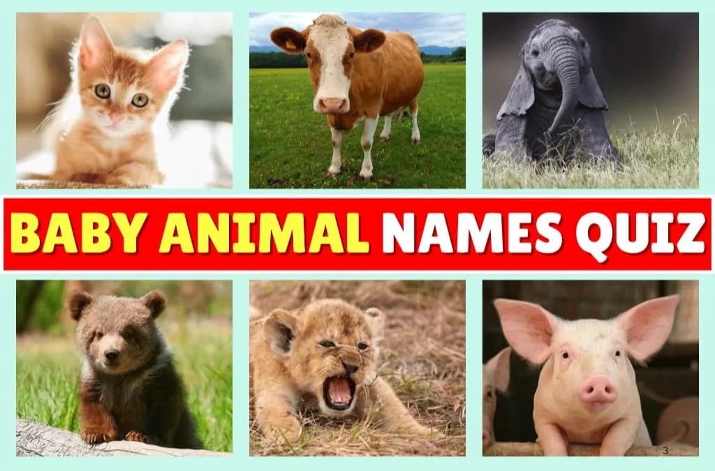 Baby Animal Names Quiz