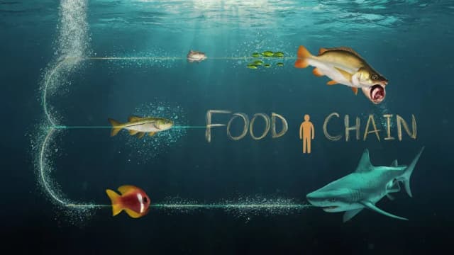 Food Chain Quiz