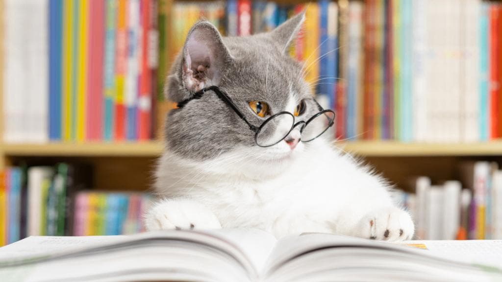 Cat Quiz
