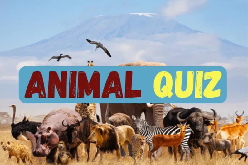 Animal Quiz