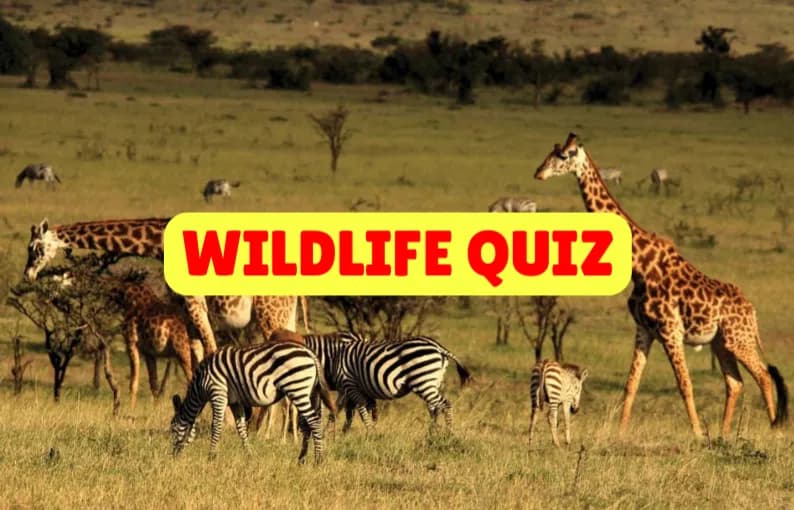 Wildlife Quiz